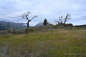 Burmis Tree