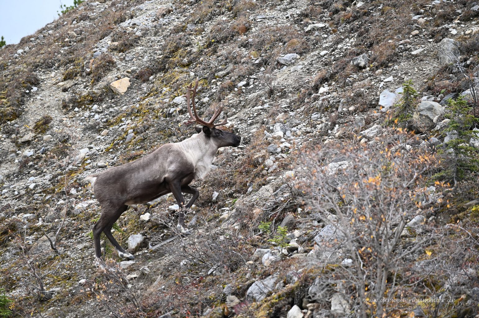 Rentier Die Weltenbummler
