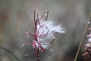 Fireweed