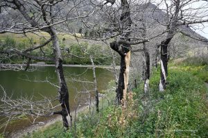 Schäden durch Waldbrände