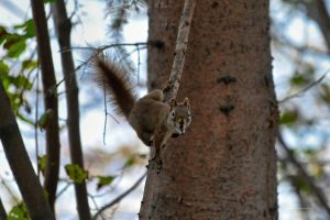 Squirrel im Yukon