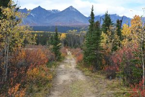 Wanderweg im Kluane Nationalpark