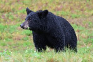 Mal wieder ein Schwarzbär
