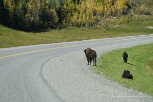Bisons am Straßenrand