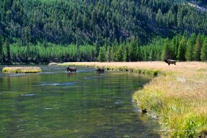 Unterwegs im Yellowstone Nationalpark