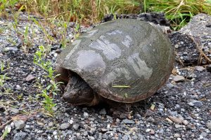 Schildkröte in den USA