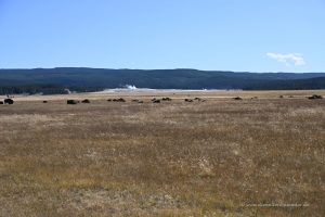 Bisons vor einem Geysir