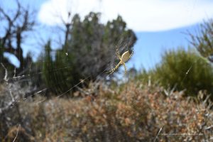 Große gelbe Spinne