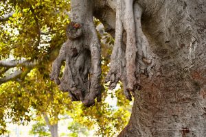 Feigenbaum in Beverly Hills