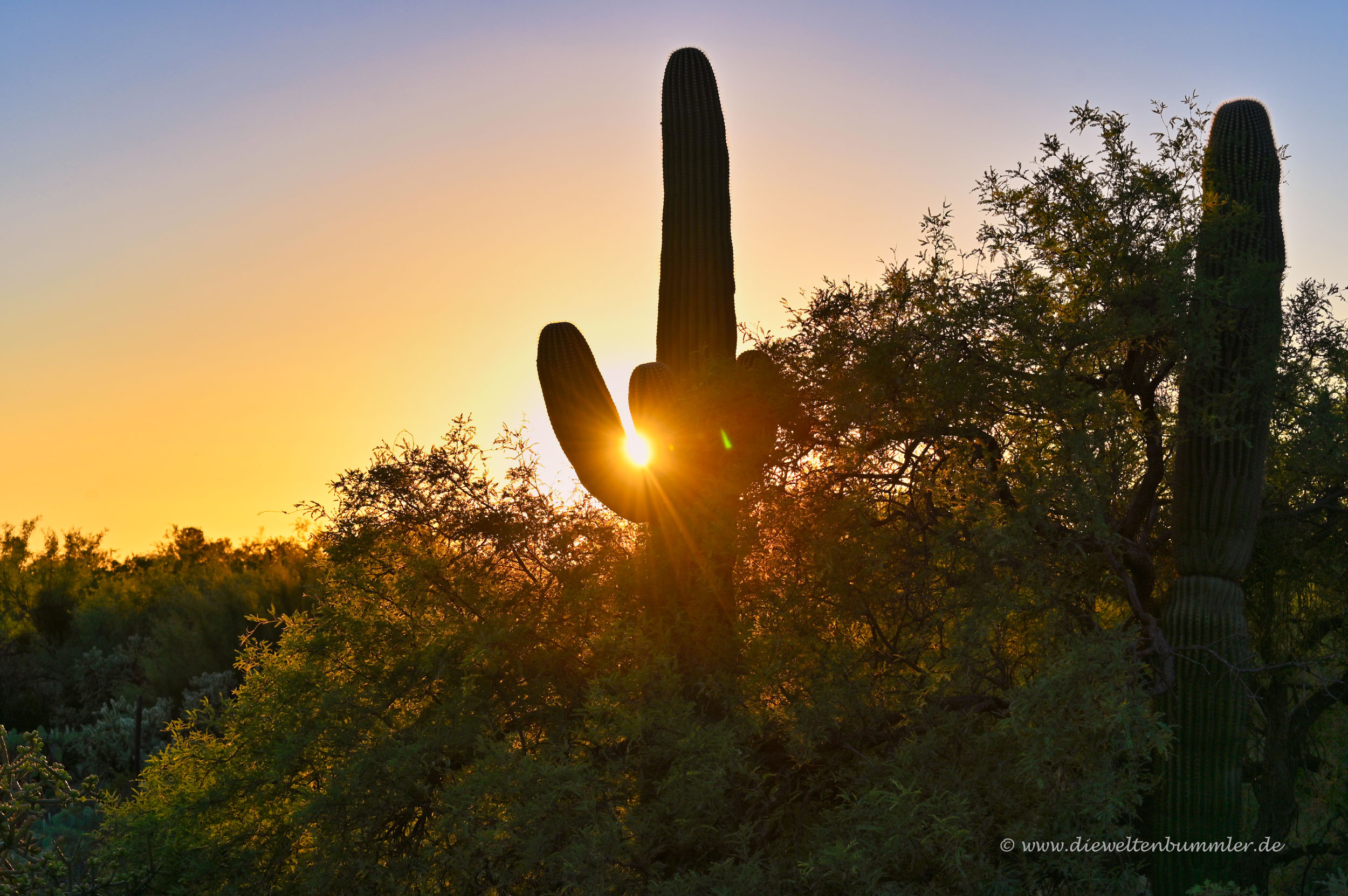 Kaktus mit Sonnenuntergang