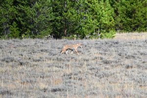 Koyote im Yellowstone Nationalpark