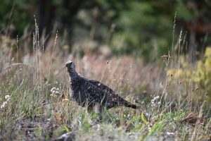 Dusky Grouse oder auch Felsengebirgshuhn
