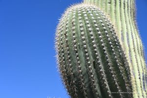 Riesiger Kaktus