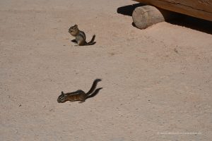 Chipmunks