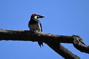 Specht am Observatorium
