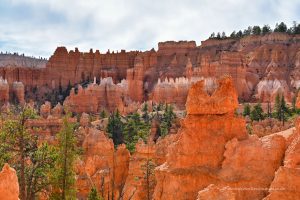 Hoodoos im Bryce Canyon