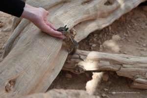 Zahme Chipmunks