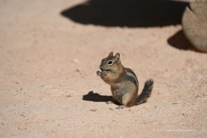 Chipmunk im Bryce Canyon