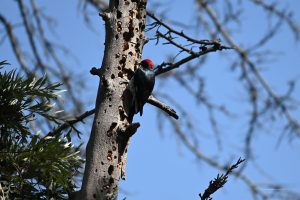 Woodpecker