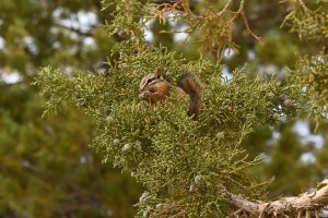 Chipmunk im Baum