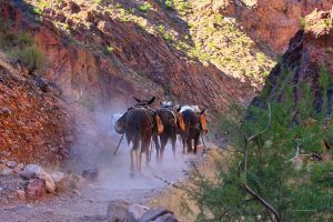 Mules im Grand Canyon