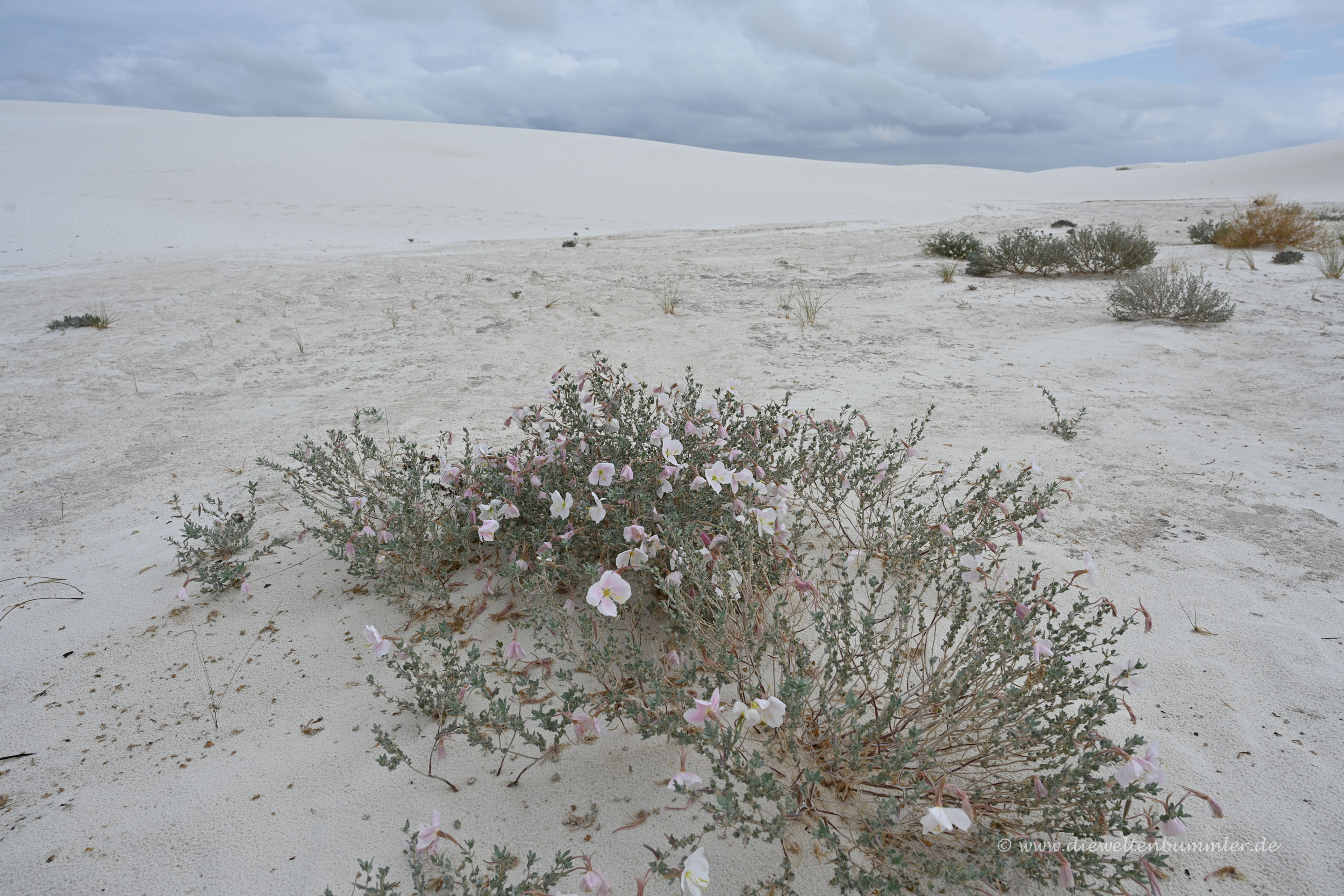 Blumen in der Wüste