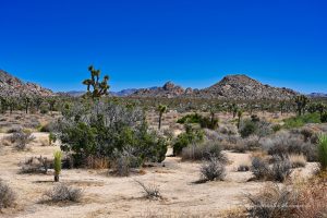 Joshua Tree Nationalpark