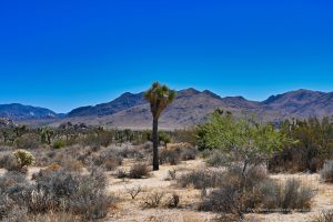 Unterwegs im Joshua Tree Nationalpark
