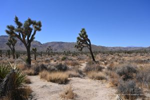 Joshua Tree Nationalpark