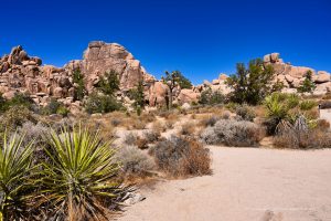 Joshua Tree