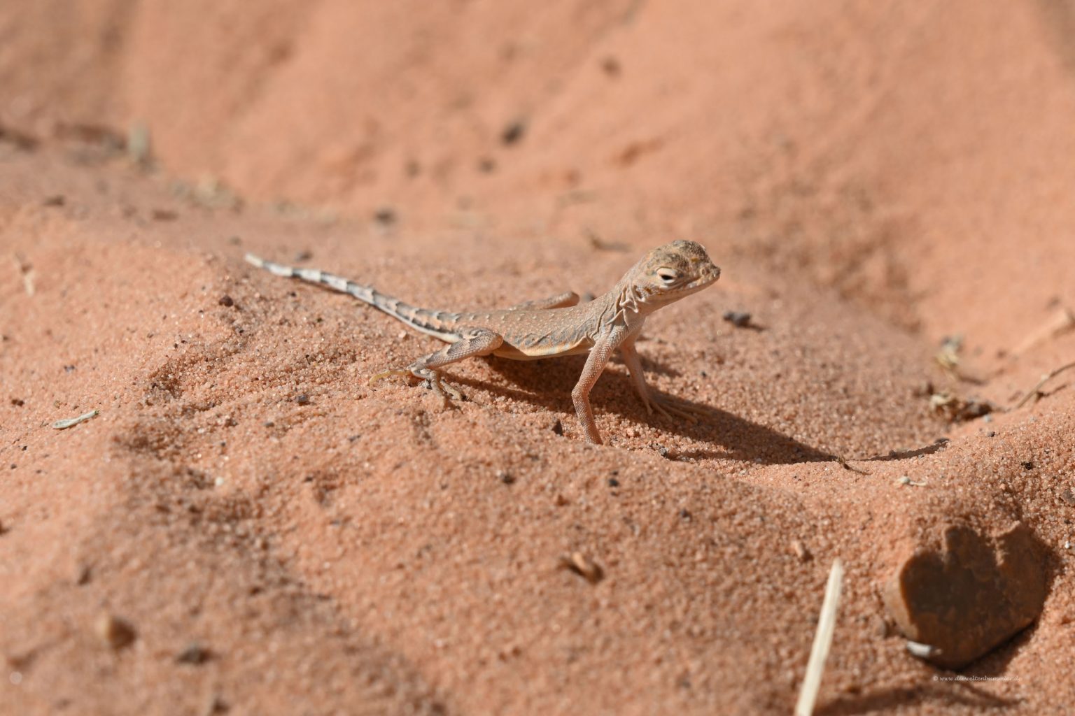Echse Die Weltenbummler