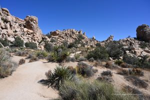 Joshua Tree