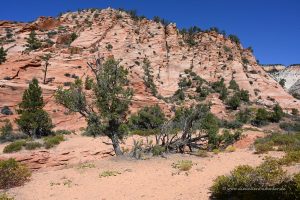 Zion Nationalpark