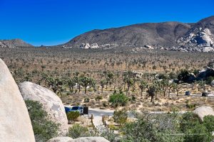 Wüste mit Joshua Trees