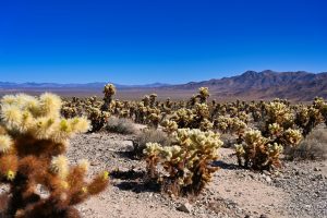 Auch im Nationalpark