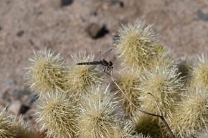 Libelle am Cholla Cactus