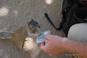 Squirrel hilft beim Speicherkartenwechsel