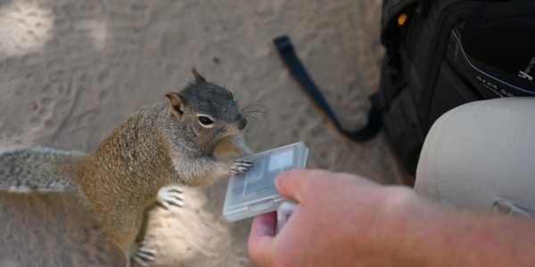 Squirrel hilft beim Speicherkartenwechsel