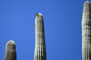 Neue Triebe am Kaktus