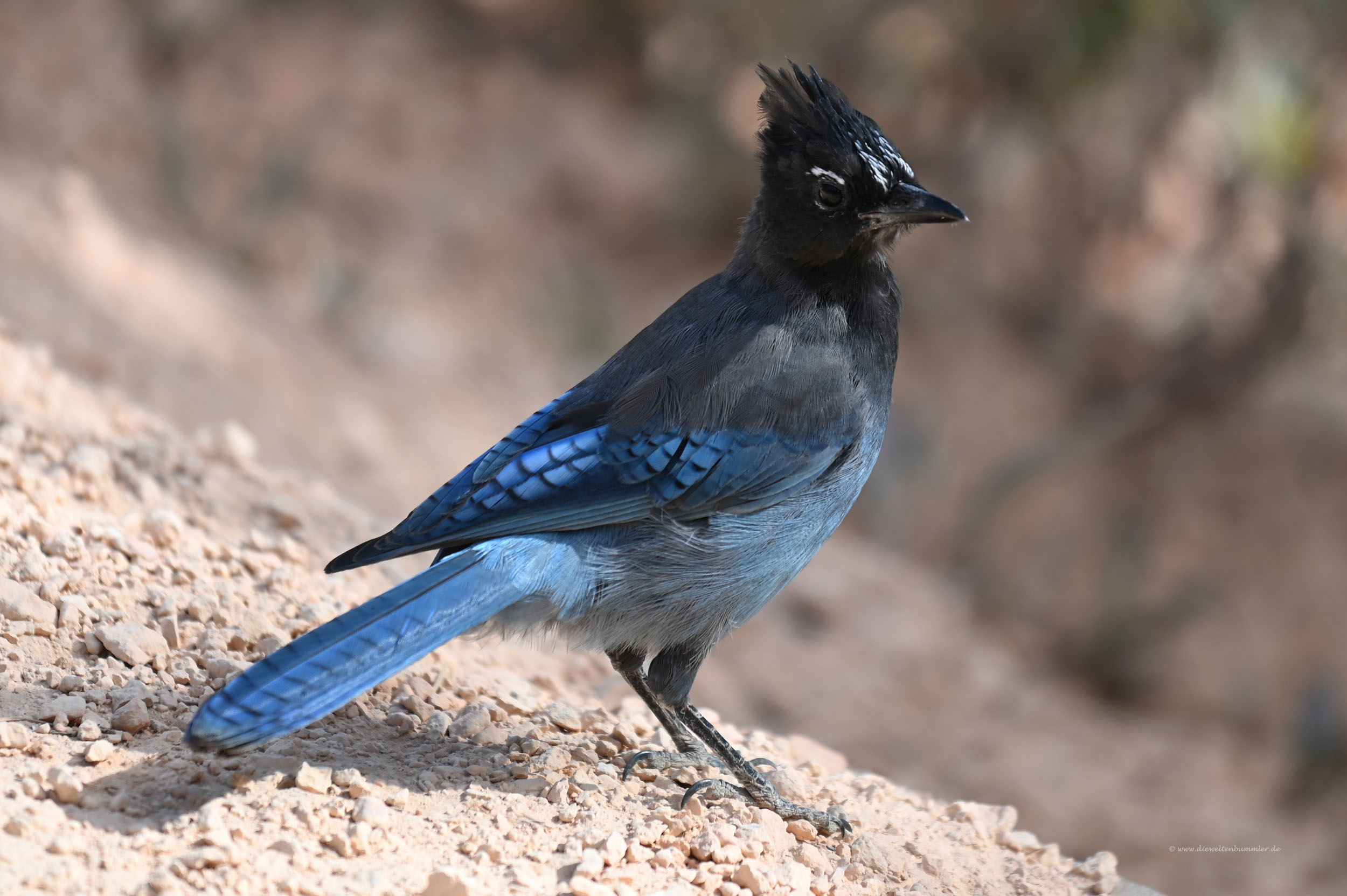 Diademhäher - Die Weltenbummler