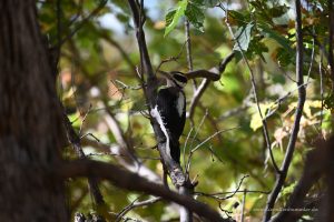 Woodpecker