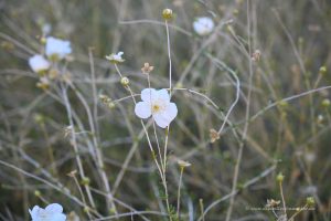 Flora im Grand Canyon
