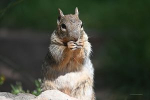 Squirrel an der Phantomranch