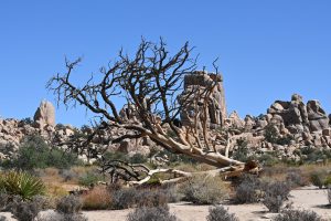 Alter Baum im Hidden Valley