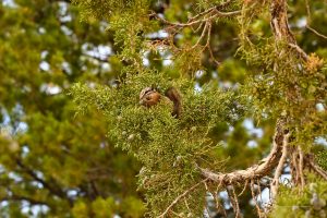 Chipmunk im Baum