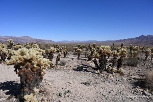 Cholla Kakteen in Kalifornien