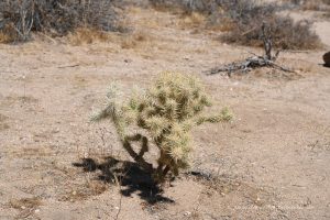 Cholla Kaktus