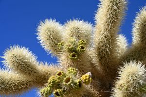 Cholla Kaktus in Nahaufnahme