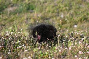 Das Urson frisst Pflanzen