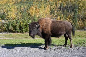 Einer von vielen Bisons